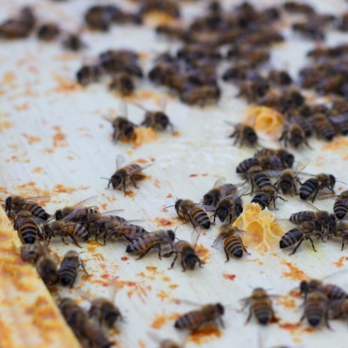 What’s the Buzz? Bee Products and Their Health Benefits - Organika Health Products