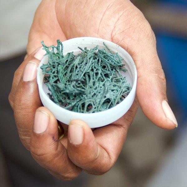 Why Green Superfoods Should be on the Top of your Superfoods List - Organika Health Products