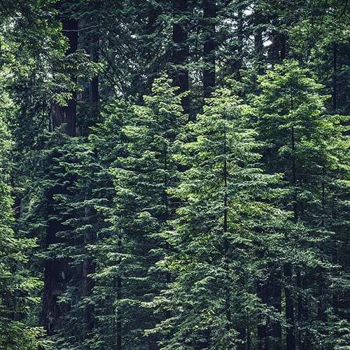 New Studies Show Pycnogenol Improving Symptoms of MCI - Organika Health Products