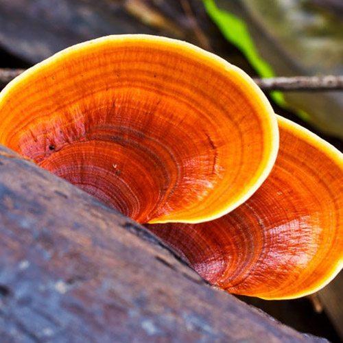 Reishi Mushrooms - "The King of Mushrooms" - Organika Health Products
