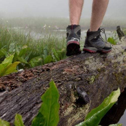 Finding Edible and Medicinal Plants in the Wild - Organika Health Products